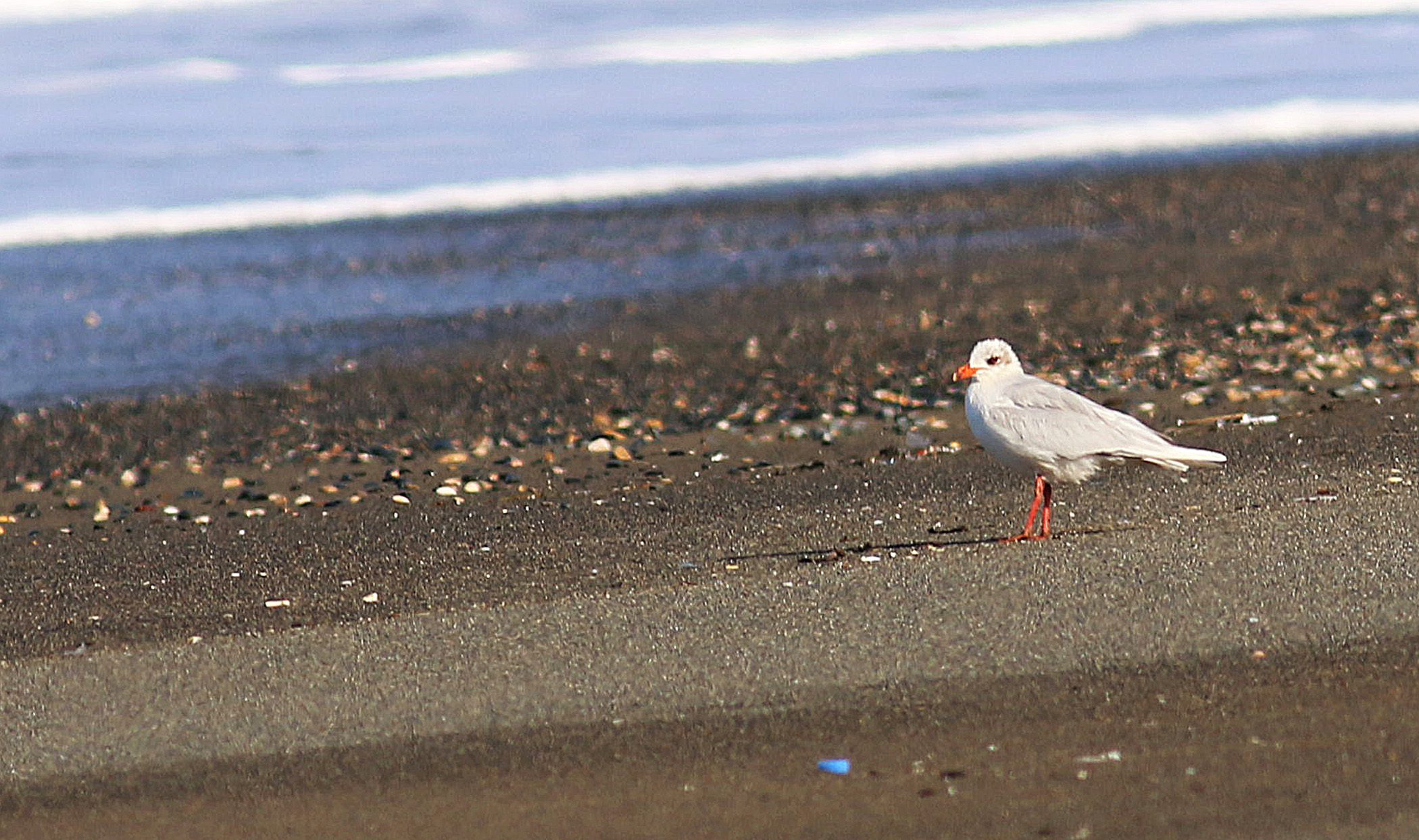 Mediterranean Gull